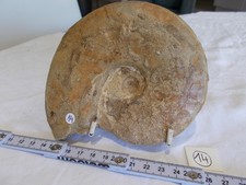 Fossile. .ammonite. jurassique d'occasion  Sainte-Maxime