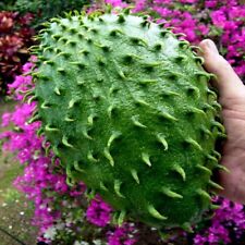 Soursop fruit tree d'occasion  Expédié en Belgium