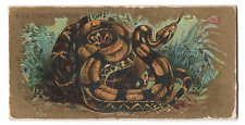 1890 boa constrictor for sale  Niagara Falls