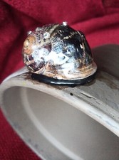Novelty plant pot for sale  NOTTINGHAM