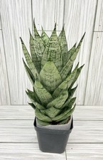 plants large succulents for sale plants large succulents for sale Winchester