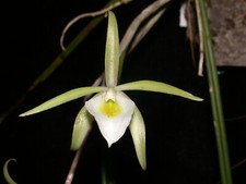 Brassavola gardneri blüte gebraucht kaufen  Ludwigshafen am Rhein