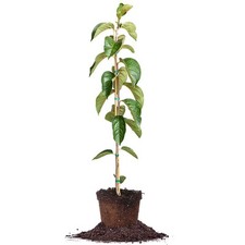 Hachiya persimmon tree for sale  Somerset