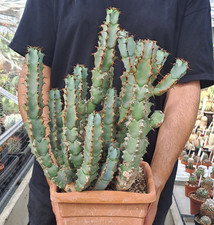 Euphorbia coerulescens collect usato  Casatenovo