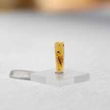 Burmite amber fossil for sale  MAIDSTONE