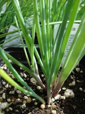Erba cipollina allium usato  Trappeto