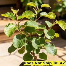 Kiwi fruit tree for sale  Miami