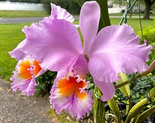 Jocasta seedling primary for sale  Akron