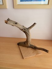 Lovely swirling chestnut for sale  READING
