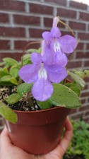 Streptocarpus saxorum false for sale  YORK