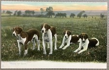 Beagles ready sport for sale  HUDDERSFIELD