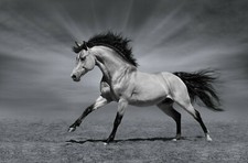 Black white horse for sale  UK