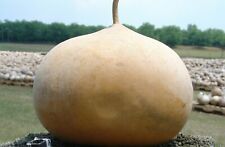 Gourd seeds bushel for sale  Berwyn