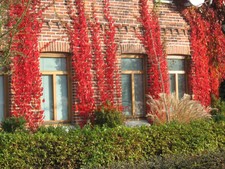 Parthenocissus quinquefolia en gebraucht kaufen  Bad Zwischenahn