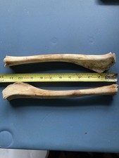 Real large deer for sale  Champlain