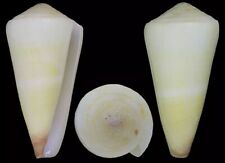 Collectible shell conus d'occasion  Expédié en Belgium