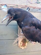 Taxidermy carrion crow for sale  HARTLEPOOL