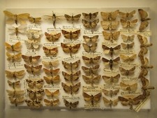 Box specimen british for sale  WIGTON