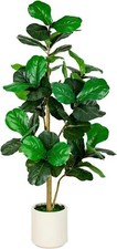 5ft fiddle leaf for sale  USA