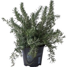 Pianta rosmarino officinalis usato  Piazza Armerina