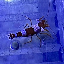 Live saltwater shrimp for sale  Clifton
