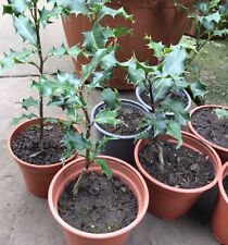 Holly plants approx for sale  COLCHESTER