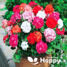 Garden geranium mix for sale Garden geranium mix for sale  DONCASTER