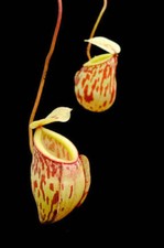 Nepenthes glabrata pianta usato  Italia