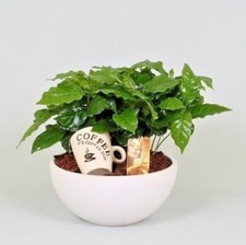 Coffee plant coffea for sale  READING