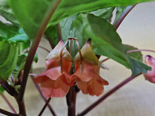 Impatiens phengklaii extrem gebraucht kaufen  Stadthagen
