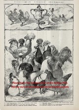 Estampa de gravura antiga da década de 1850 com nome grande para champs de aves e pombos comprar usado  Enviando para Brazil