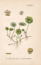 Hydrocotyle vulgaris wassernab d'occasion  Expédié en France