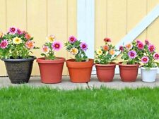 151 dwarf dahlia for sale  Wichita