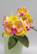 Taiwan rchidee phalaenopsis gebraucht kaufen  Seligenstadt
