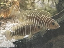 Similis shell dweller for sale  Elkins Park