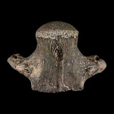 2,6" Mosasaur fóssil vértebras cretáceo dinossauro era Texas Ozan formação certificado de autenticidade comprar usado  Enviando para Brazil