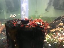 Blue dream shrimp for sale  Concord