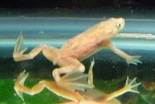 African dwarf frog for sale  Royse City