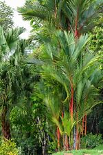 Samen siegellackpalme cyrtosta gebraucht kaufen  Frammersbach