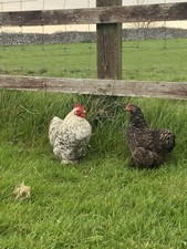 Cuckoo pekin eggs for sale  RADSTOCK