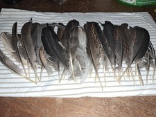Lot feathers crafting for sale  Bonanza