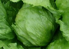 Iceberg lettuce seeds for sale Iceberg lettuce seeds for sale  Berwyn