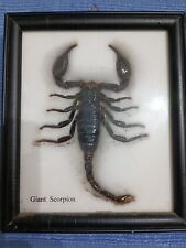 Scorpione gigante incorniciato usato  Pomezia