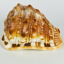 Natural bullmouth helmet for sale  Omaha