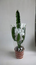 Kaktus euphorbia cm gebraucht kaufen  Düsseldorf