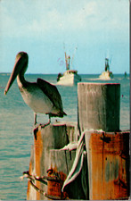 Pelican enjoying sun for sale  South Burlington