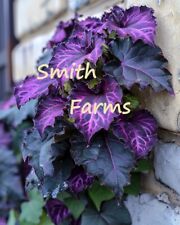 Seeds midnight purple for sale  Grandview