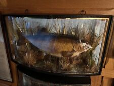 Cased fish taxidermy for sale  ROMFORD