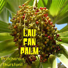 Ventilador anão Fiji palma Pritchardia thurstonii raro LAU FAN palma 100 sementes vivas frescas comprar usado  Enviando para Brazil