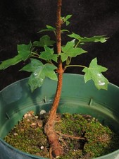 Acer truncatum chinese for sale  Rochester